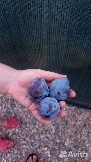 Саженцы плодовых деревьев