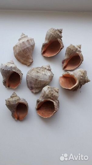 Морские ракушки раковины ч беспл.доставкой