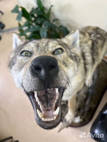 Чучело волка