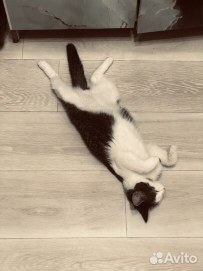 Кошка