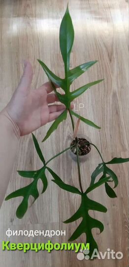 Филодендон 'Quercifolium'