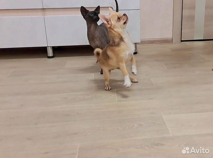 Чихуахуа обворожительная девочка