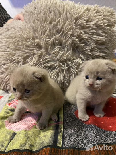 Британские котята