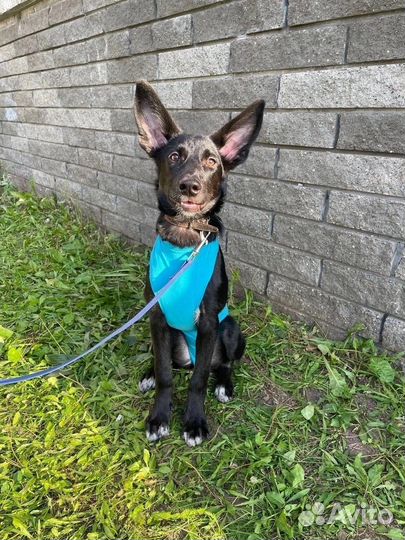 Щенок в добрые руки