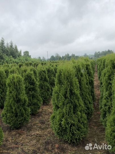 Туя 2м