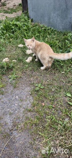 Отдам рыжего котика-подростка