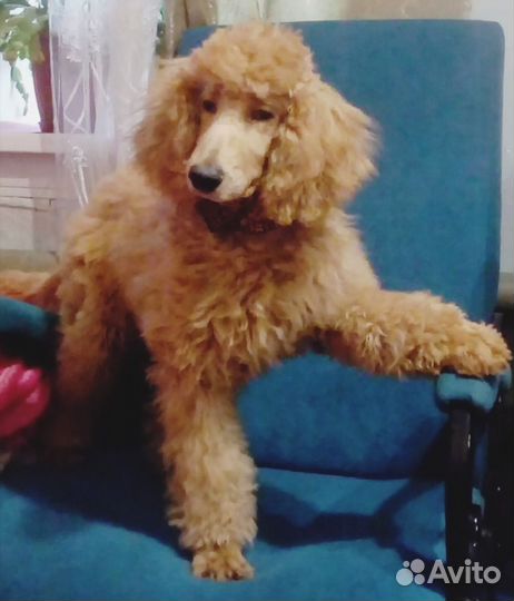 Щенки пуделя королевского