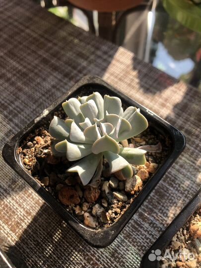 Эхеверия Руньона 