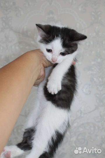 Котенок девочка 1,5 мес