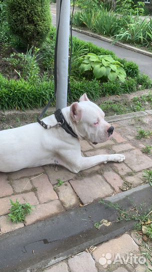 Ищем девочку для вязки. Аргентинский дог