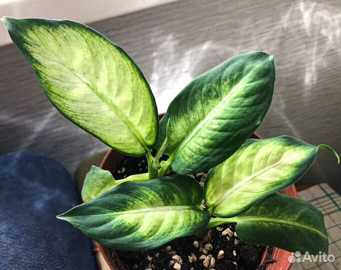 Диффенбахия Camilla