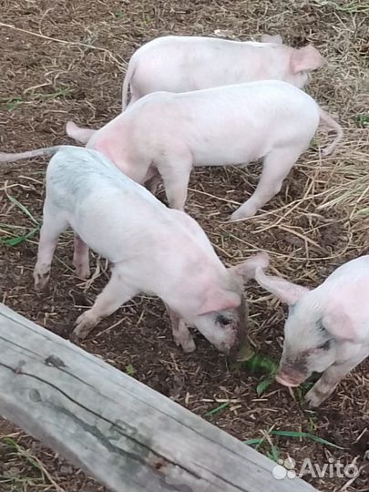 Домашние поросята