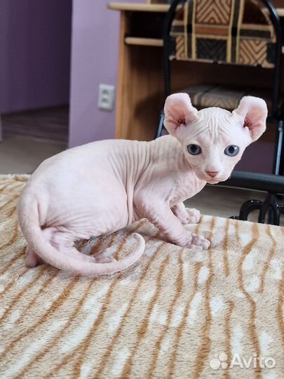 Канадский сфинкс Эльф