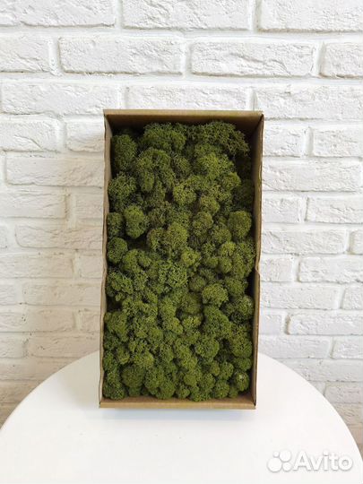 Стабилизированный мох