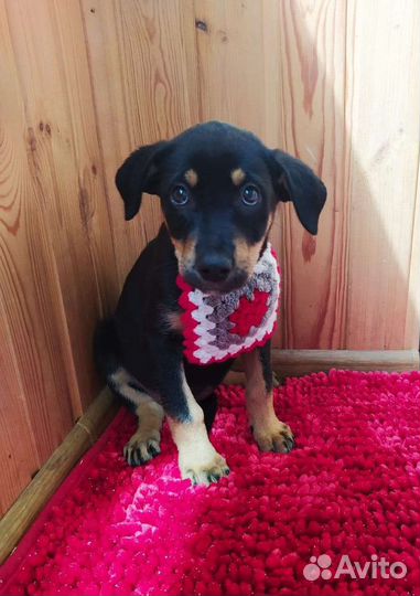 Обаятельные щенки в добрую семью