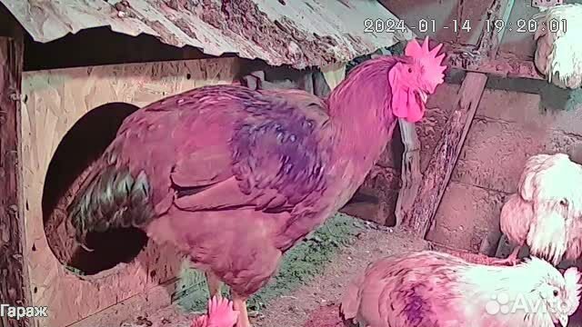 Молодые петухи кучинская юбилейная