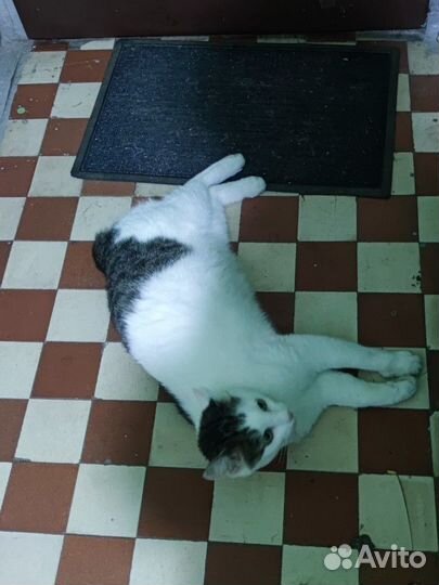 Бобтейл японский в добрые руки