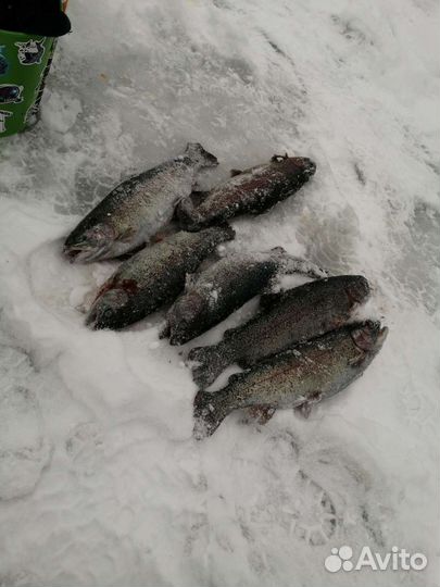 Форель Свежая