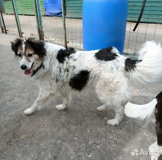 Спаси собаку