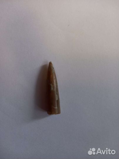 Белемниты чертовы пальцы