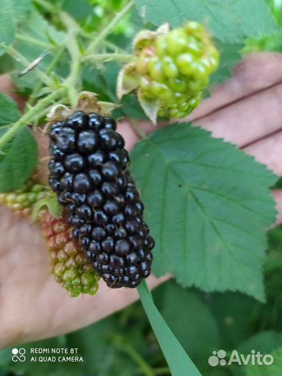 Саженцы малины, ежевики, голубики, смородины