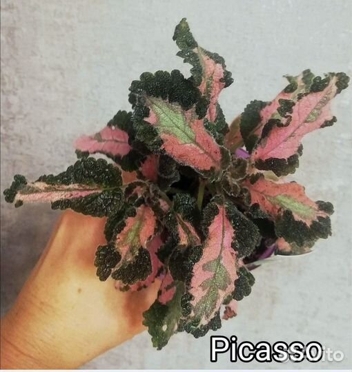 Акварельные эписции