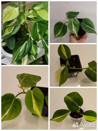 Филодендроны