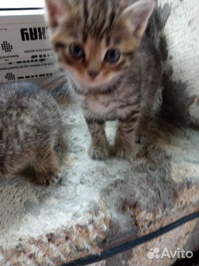 Шотландские котята