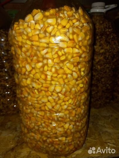 Кукуруза браженная