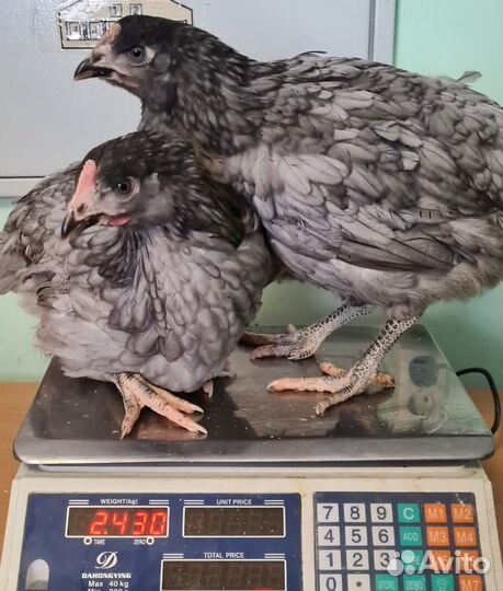 Куры доминант, легорн молодка несушка, утки