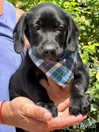 Очаровательный щенок от маленькой собаки