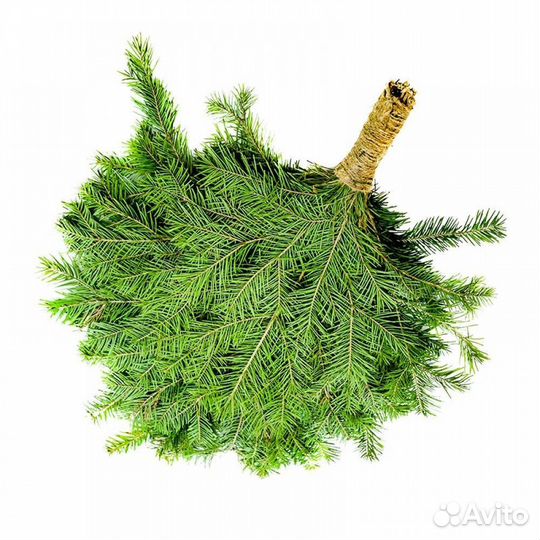 Веники для бани - Пихтовые