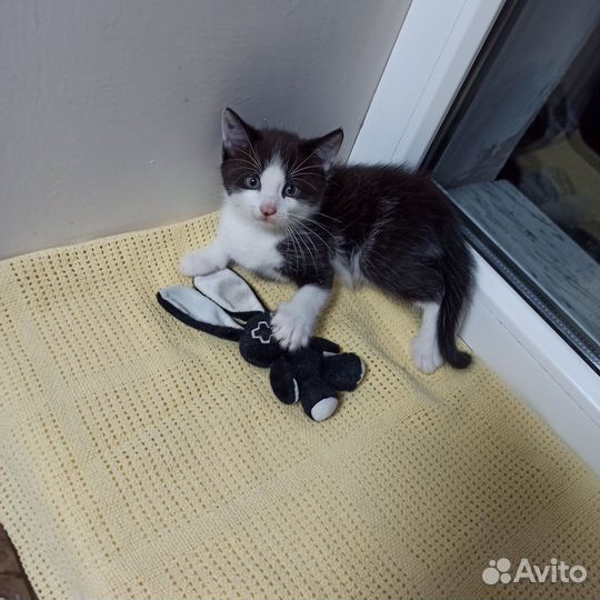 Котята в добрые руки, приучены к лотку