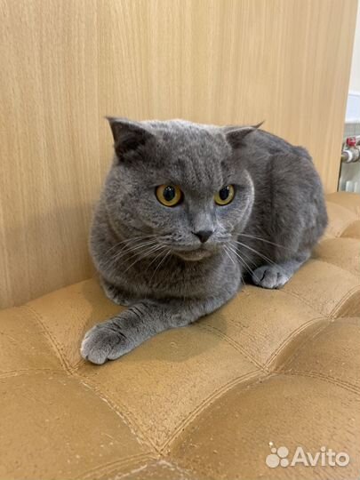 Коты в добрые руки