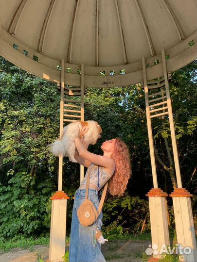 Домашняя передержка животных