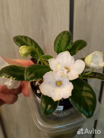 Цветущие фиалки