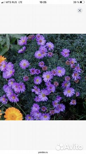 Клематис, роза, ирис,флокс