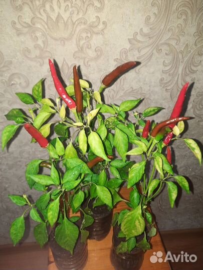 Язык Дракона