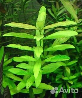 Аквариумные растения