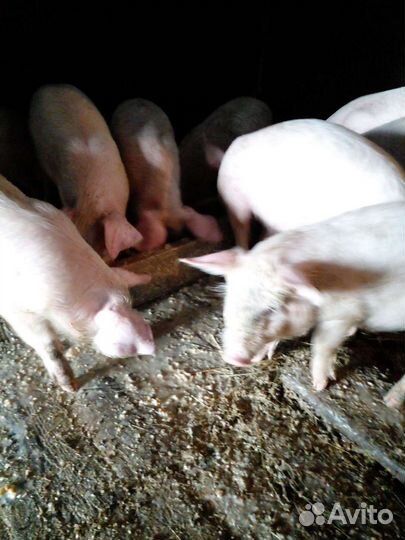 Продам поросят помесь ландрас с белой