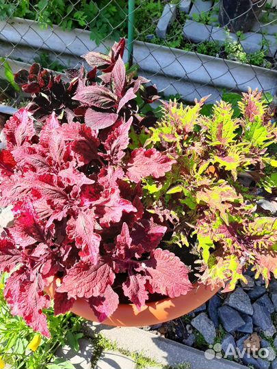 Колеус вегетативный