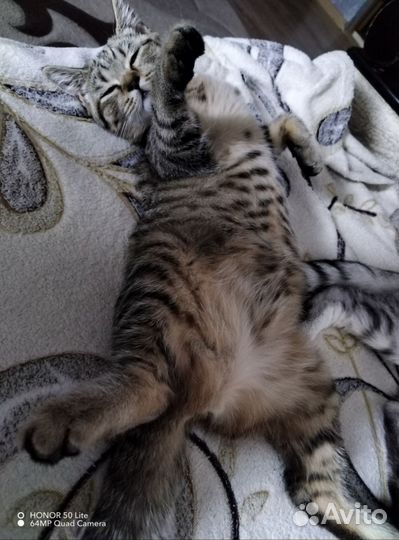Кошка в добрые руки