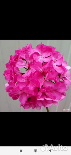 Герань пеларгония