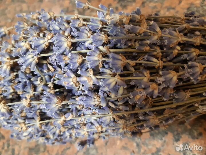 Лаванда сухоцвет