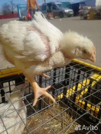 Тула Цыпл. бройлер сут кобб утята гусята