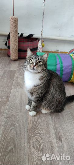 Кошечка Мася