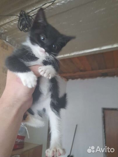 Котята в добрые руки бесплатно