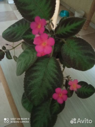 Альсобия, эписции- усы