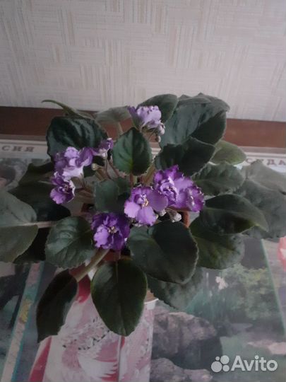 Фиалка в горшках