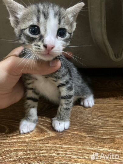 Породистый котенок